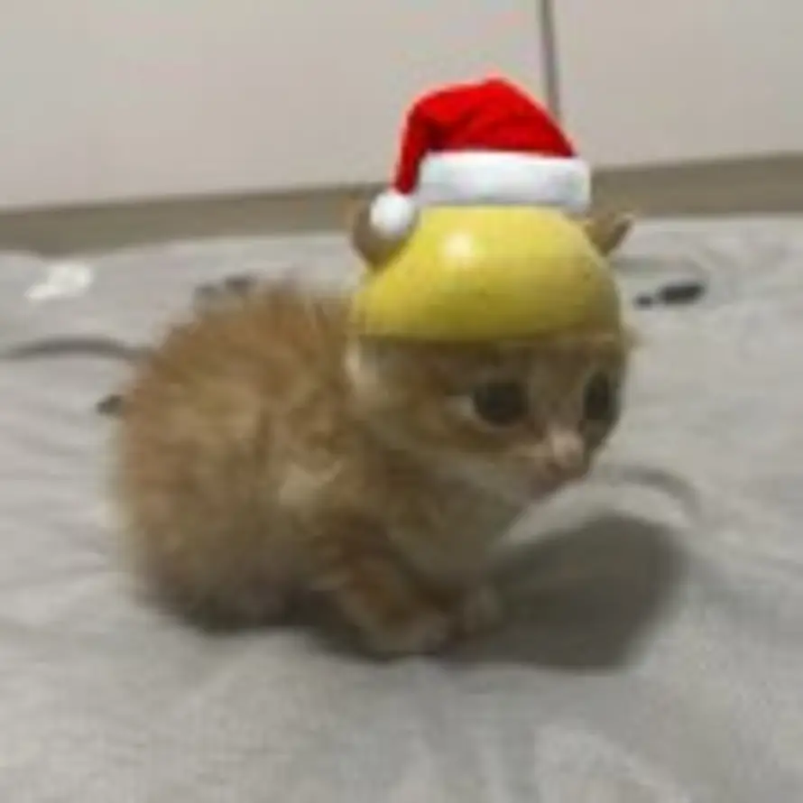 ⁺ʚ灿灿杀人女魔头ɞ₊的头像