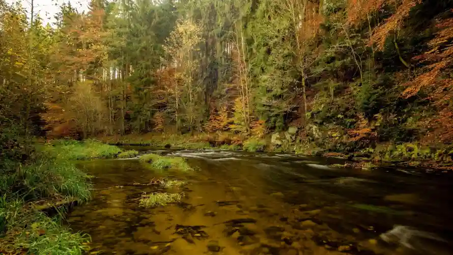 4k林间壁纸 - 树木 - 森林 - 植被「哲风壁纸」
