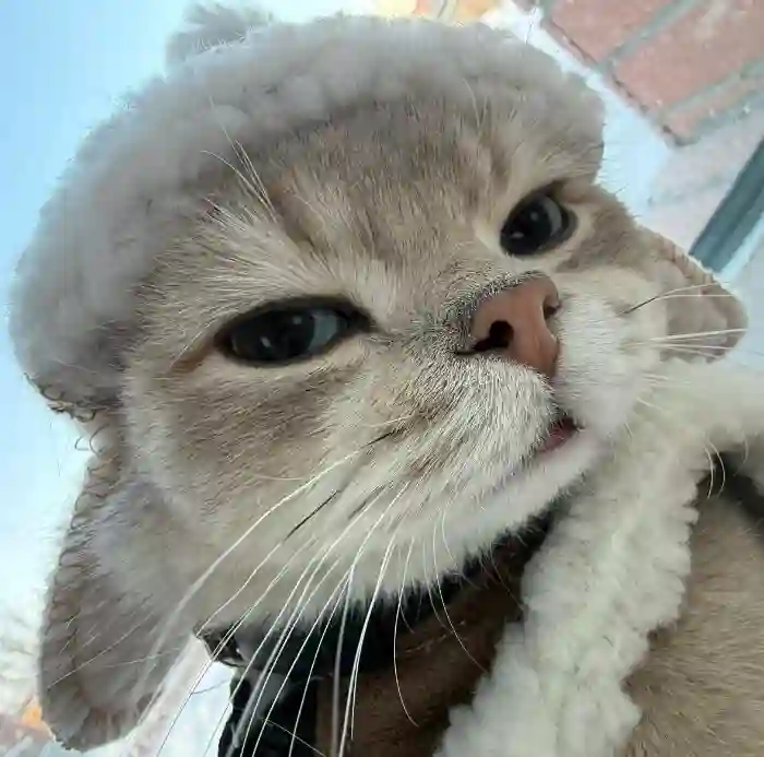 用户不加辣子🌶️的头像