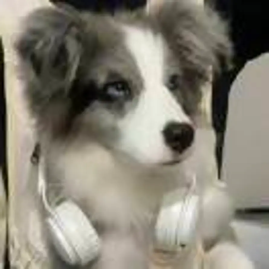 奶兔团子的头像