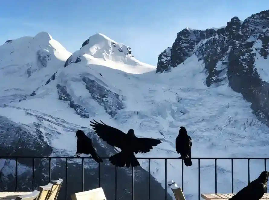 4k乌鸦壁纸 - 冬季 - 冰川 - 天台「哲风壁纸」