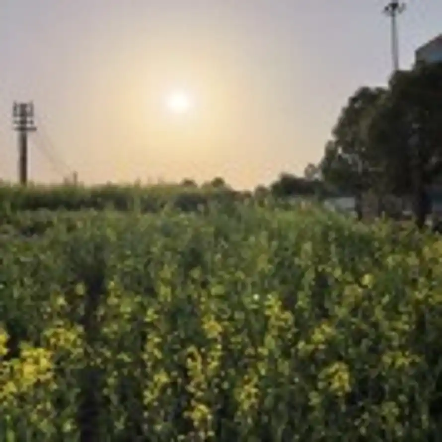 记忆中的旋律的头像