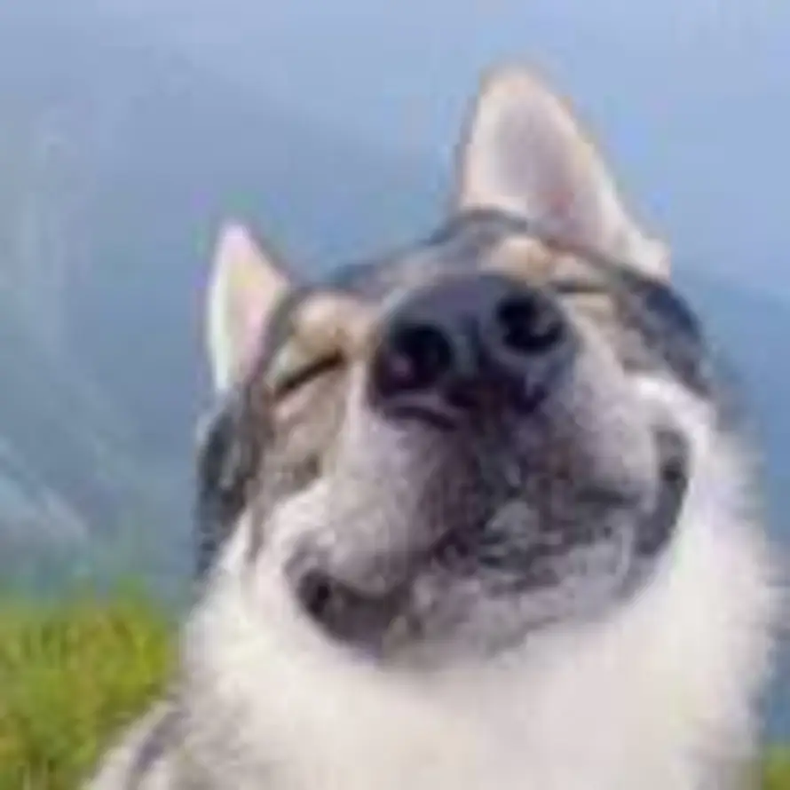 上吊的猪的头像