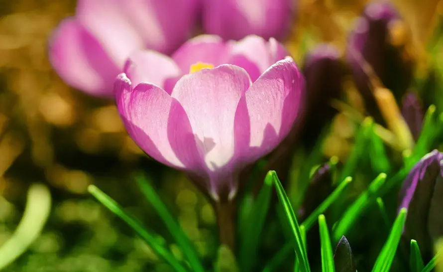 4k春天壁纸 - 植物 - 特写 - 花卉「哲风壁纸」 4k春天壁纸 - 植物 - 特写 - 花卉「哲风壁纸」