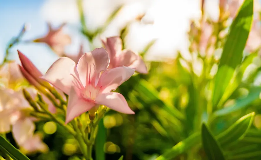 4k春日壁纸 - 植物 - 清新 - 绿叶「哲风壁纸」
