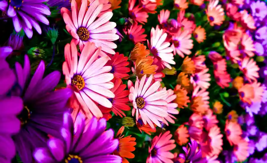 4k植物壁纸 - 花丛 - 花朵 - 花海「哲风壁纸」 4k植物壁纸 - 花丛 - 花朵 - 花海「哲风壁纸」