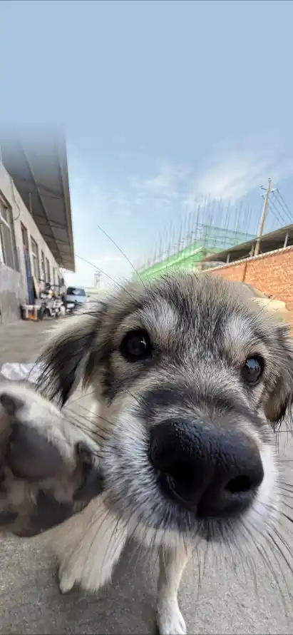 4k可爱壁纸 - 好奇 - 小狗 - 幼犬「哲风壁纸」