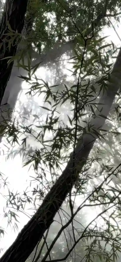 4k晨雾壁纸 - 枝叶 - 树干 - 树木「哲风壁纸」