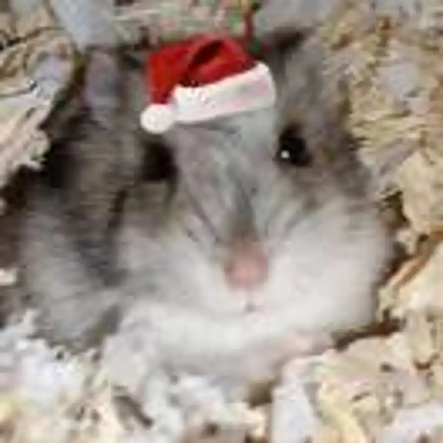 ⁰ ᴛ ⁰的头像