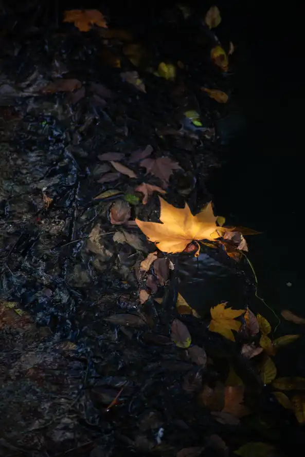 4k凋零壁纸 - 地面 - 夜晚 - 枯叶「哲风壁纸」