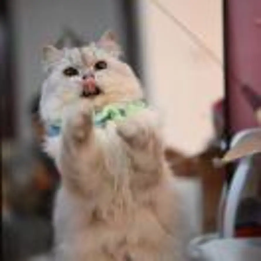 cycle 苦夏的头像