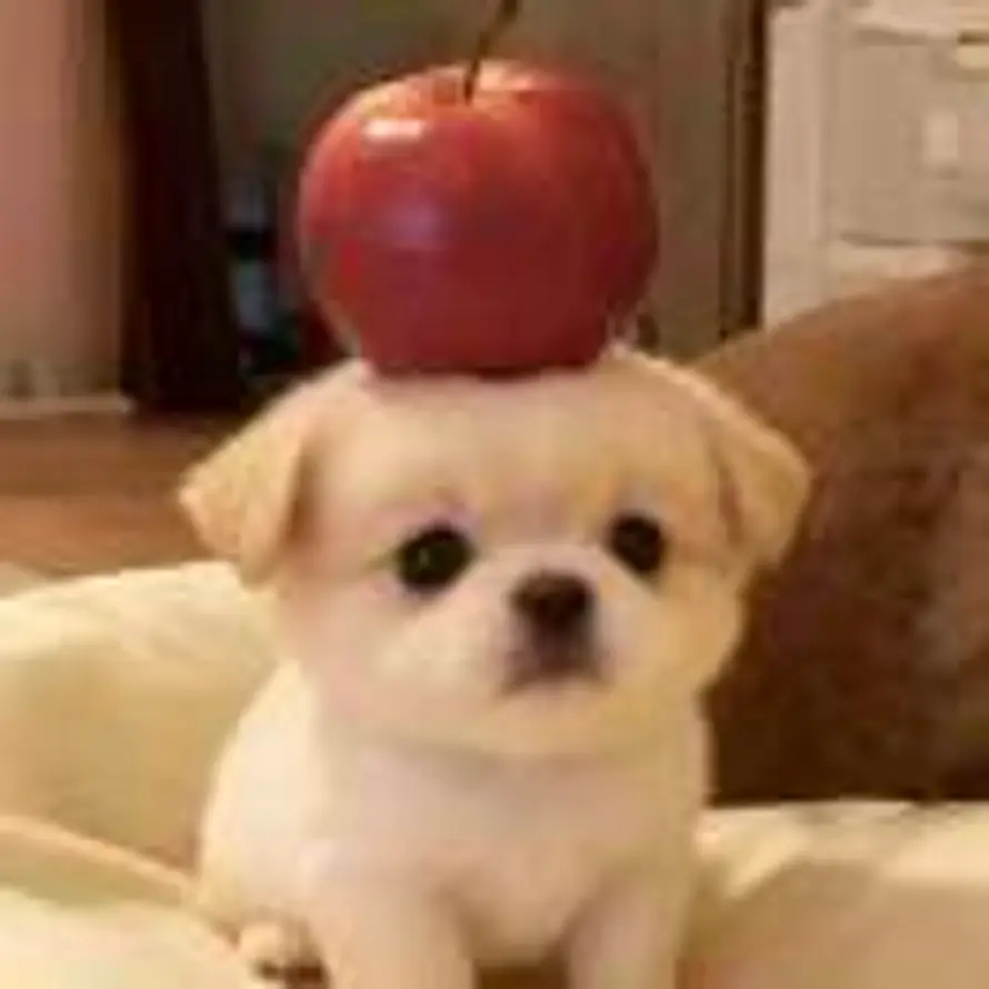 我是咕噜大王的头像