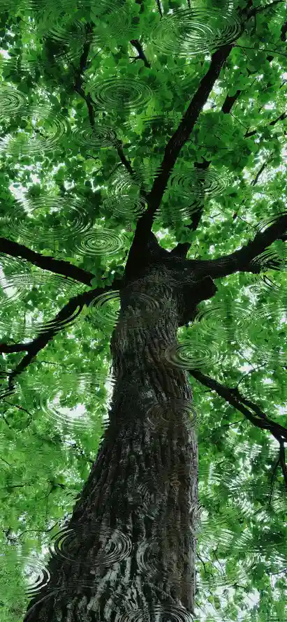 4k户外壁纸 - 树冠 - 树叶 - 树干「哲风壁纸」
