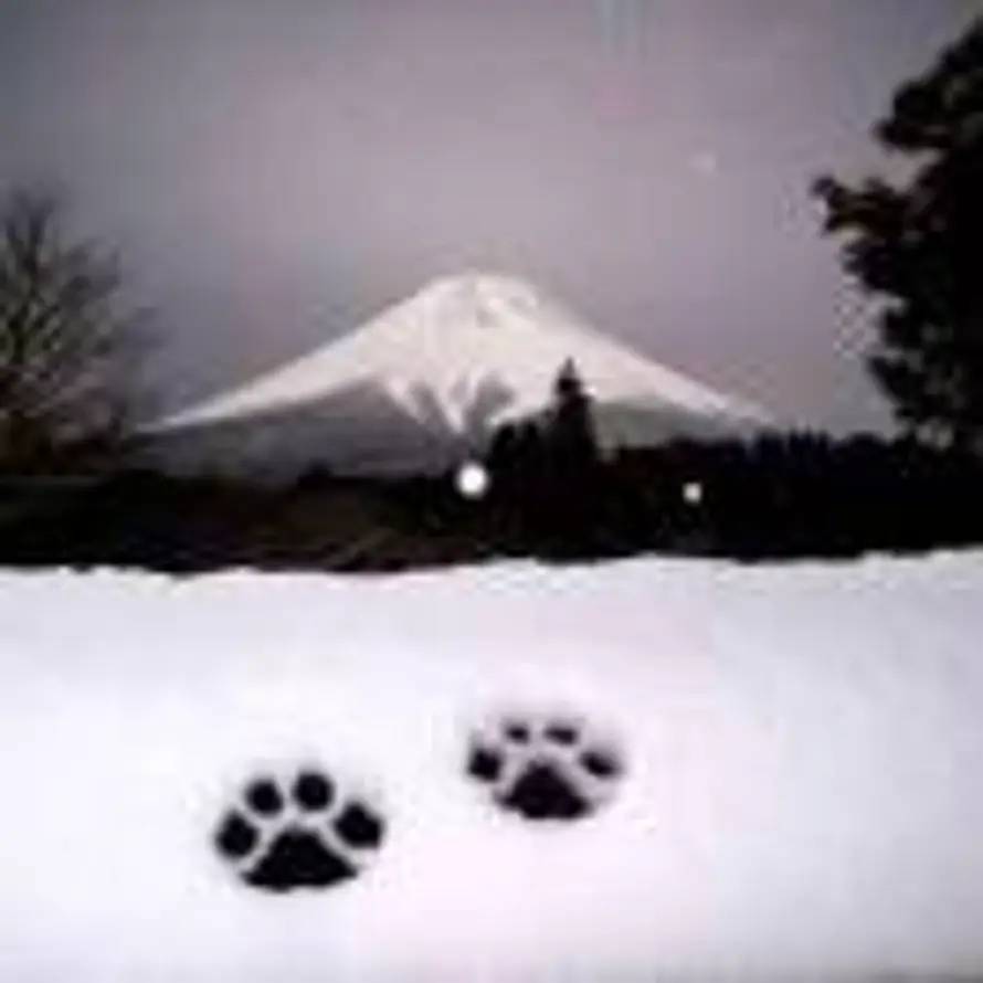 鸡蛋黄黄蛋鸡的头像