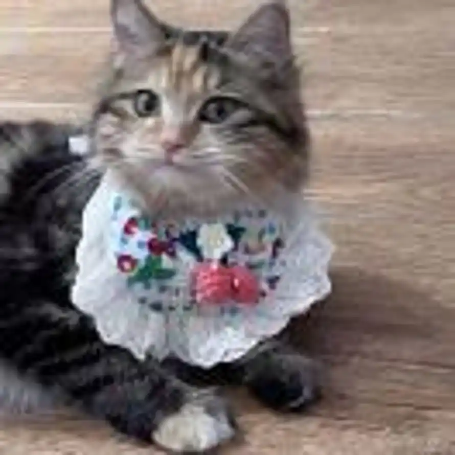 隆鑫酒店（诚芯康养公寓）的头像