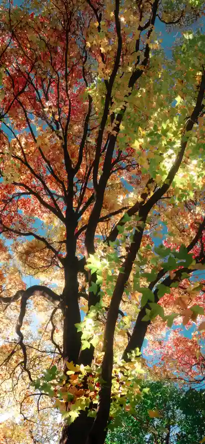 4k光影壁纸 - 天空 - 枝干 - 树叶「哲风壁纸」