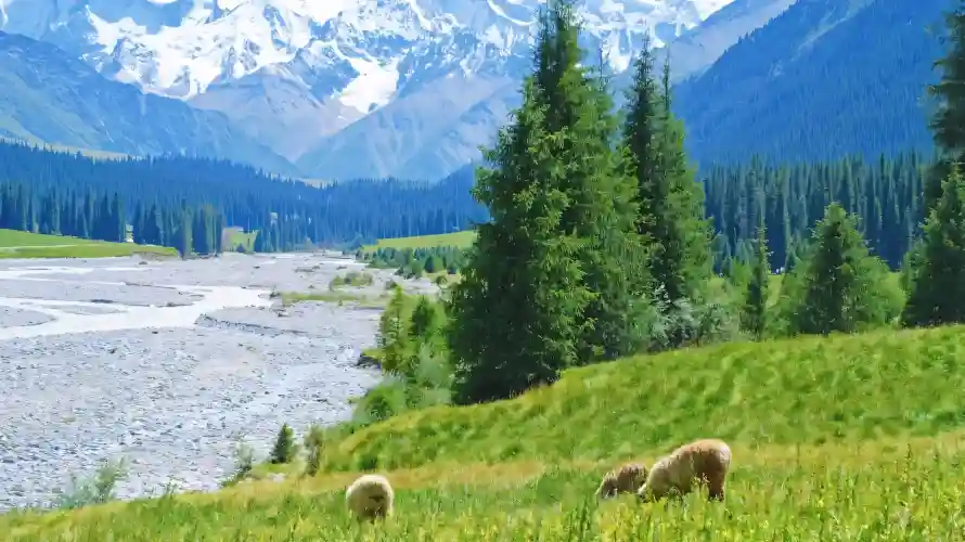 4k山脉壁纸 - 松树 - 森林 - 河流「哲风壁纸」