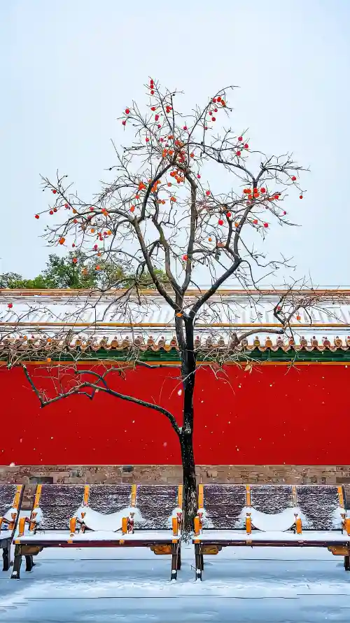 4k冬季壁纸 - 北京 - 故宫 - 白雪「哲风壁纸」