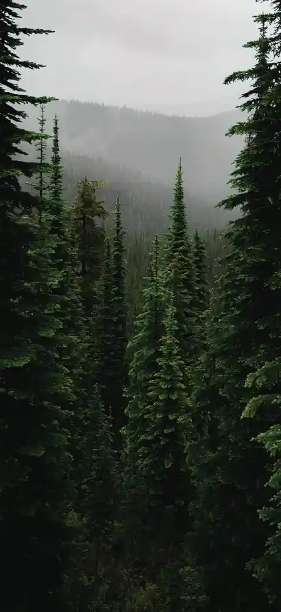 4k壁纸壁纸 - 山林 - 户外 - 手机「哲风壁纸」