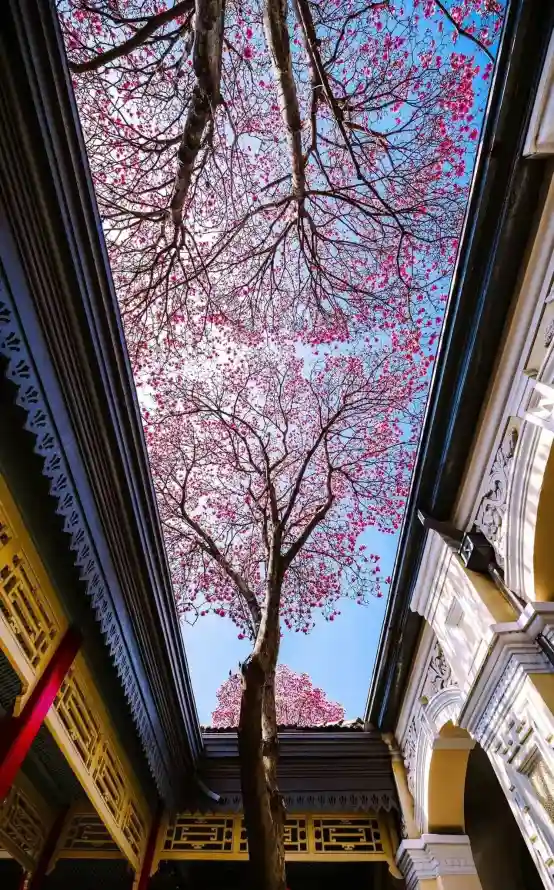 4k国风壁纸 - 壁纸 - 手机 - 春日「哲风壁纸」