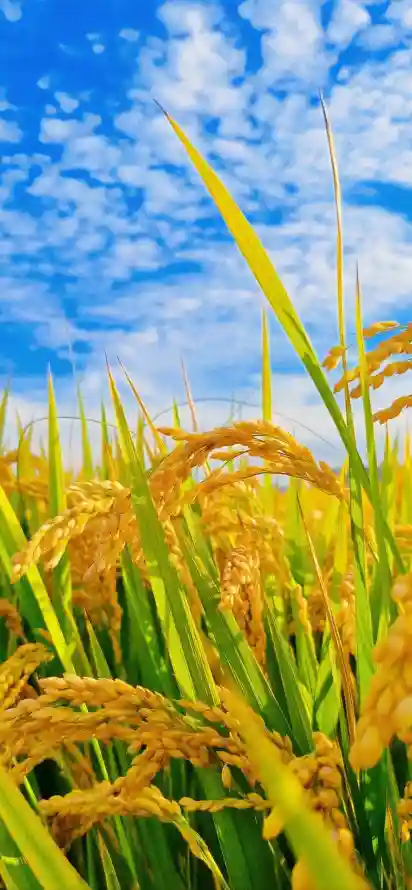 4k丰收壁纸 - 壁纸 - 手机 - 田野「哲风壁纸」