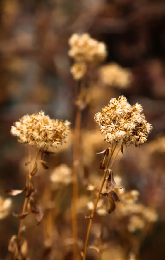 4k原野壁纸 - 干花 - 户外 - 枯草「哲风壁纸」