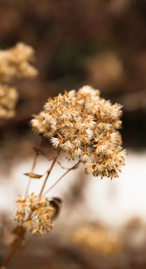 4k原野壁纸 - 干燥 - 户外 - 枯草「哲风壁纸」