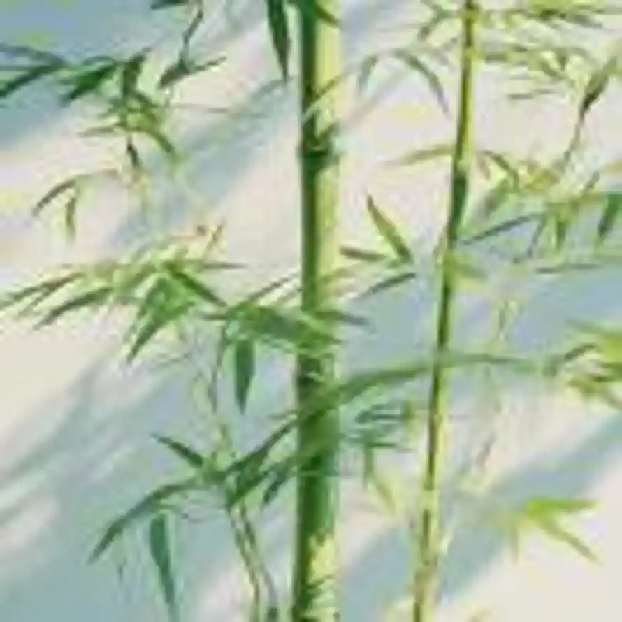 (இωஇ )又胖了的头像