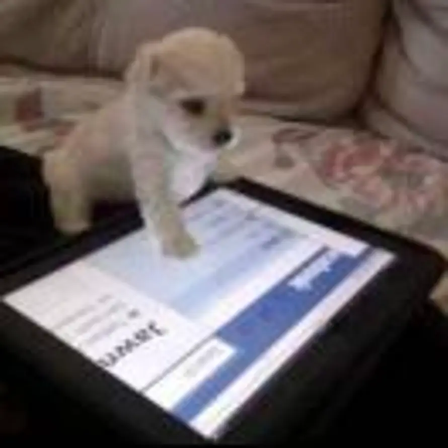 💜跑跑好运中的头像