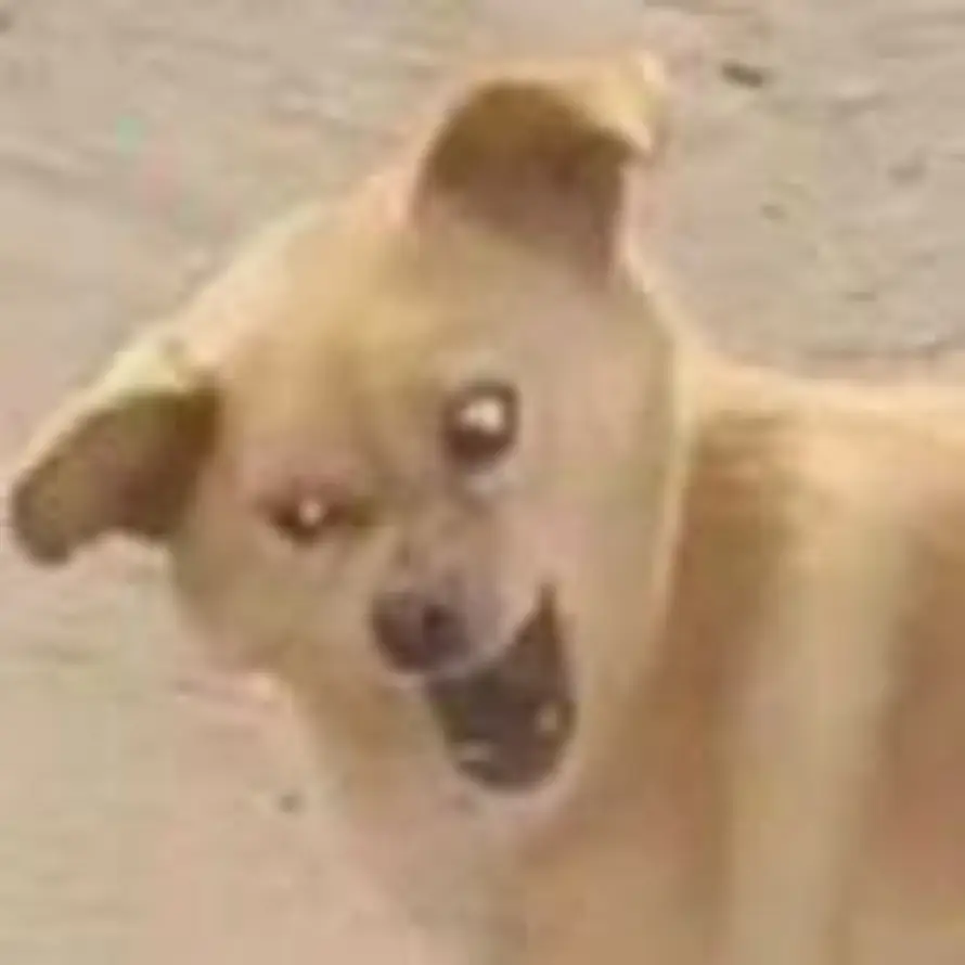 自讲闭究怪的头像