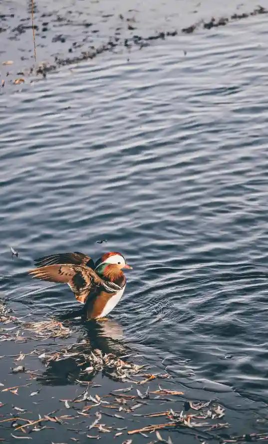 4k北京壁纸 - 城市 - 水域 - 水面「哲风壁纸」