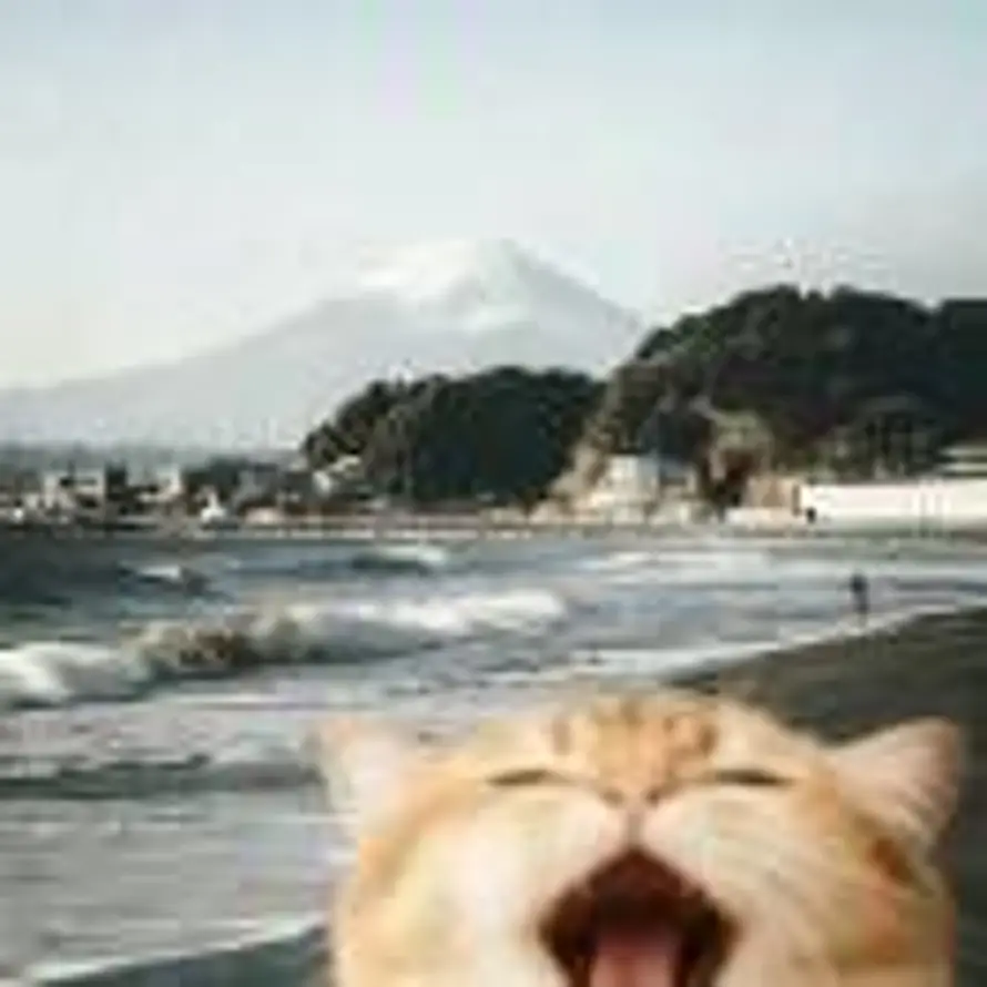 爱始终年轻的头像