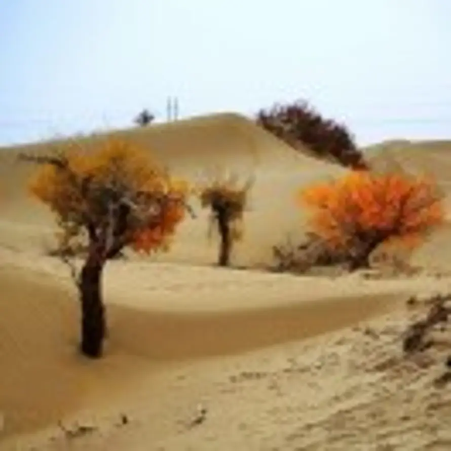 々上上签、的头像