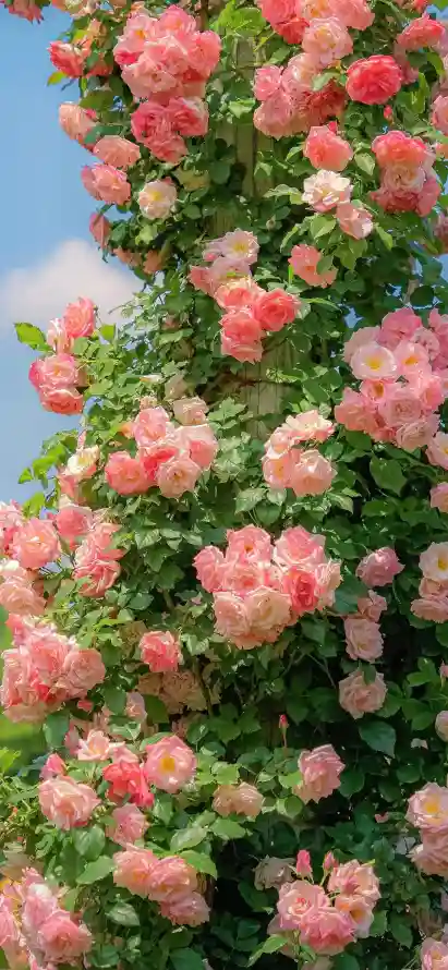 4k好看壁纸 - 春天 - 柔美 - 植物「哲风壁纸」