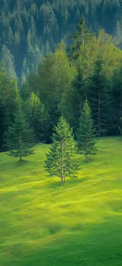 4k原野壁纸 - 山林 - 户外 - 松树「哲风壁纸」