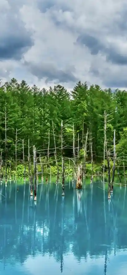 4k倒影壁纸 - 宁静 - 户外 - 树木「哲风壁纸」