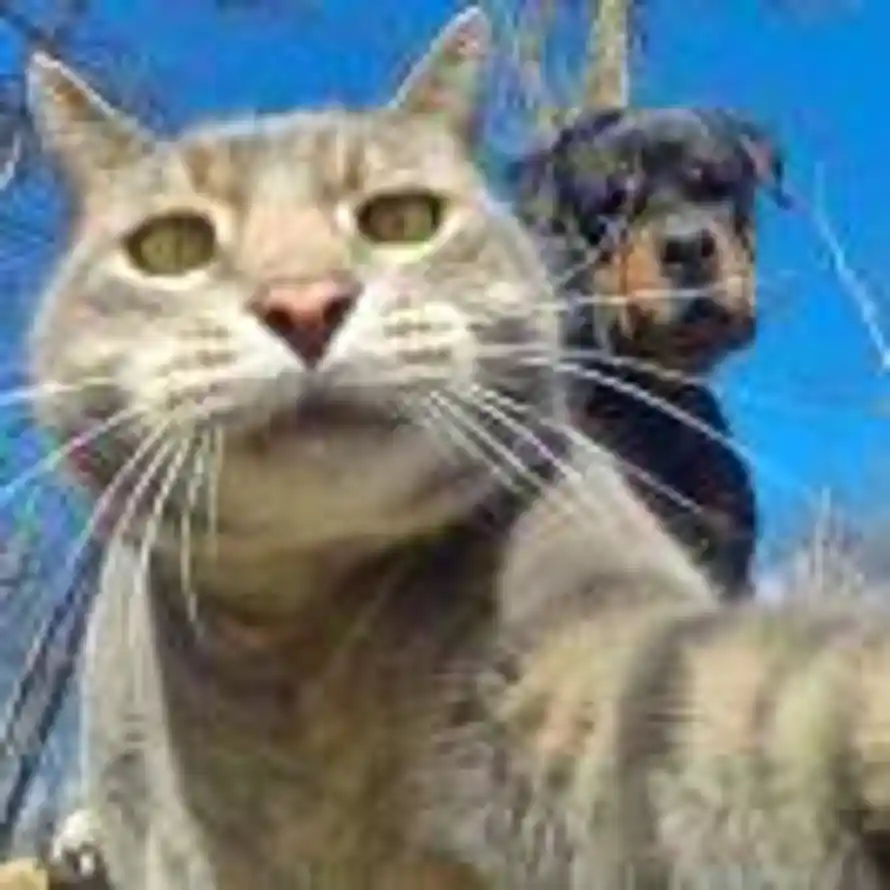 加勒比海鸥的头像