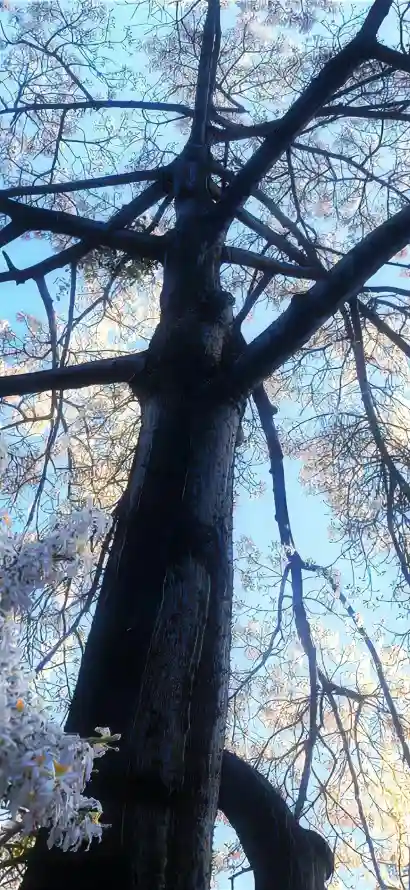 4k壁纸壁纸 - 大树 - 手机 - 春日「哲风壁纸」