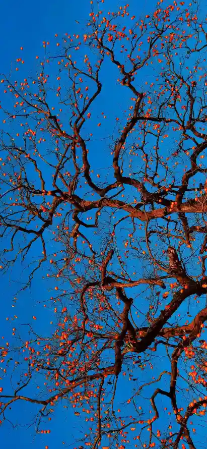 4k壁纸壁纸 - 手机 - 晴空 - 枝干「哲风壁纸」