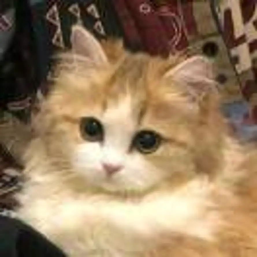 庄庄庄庄庄的头像