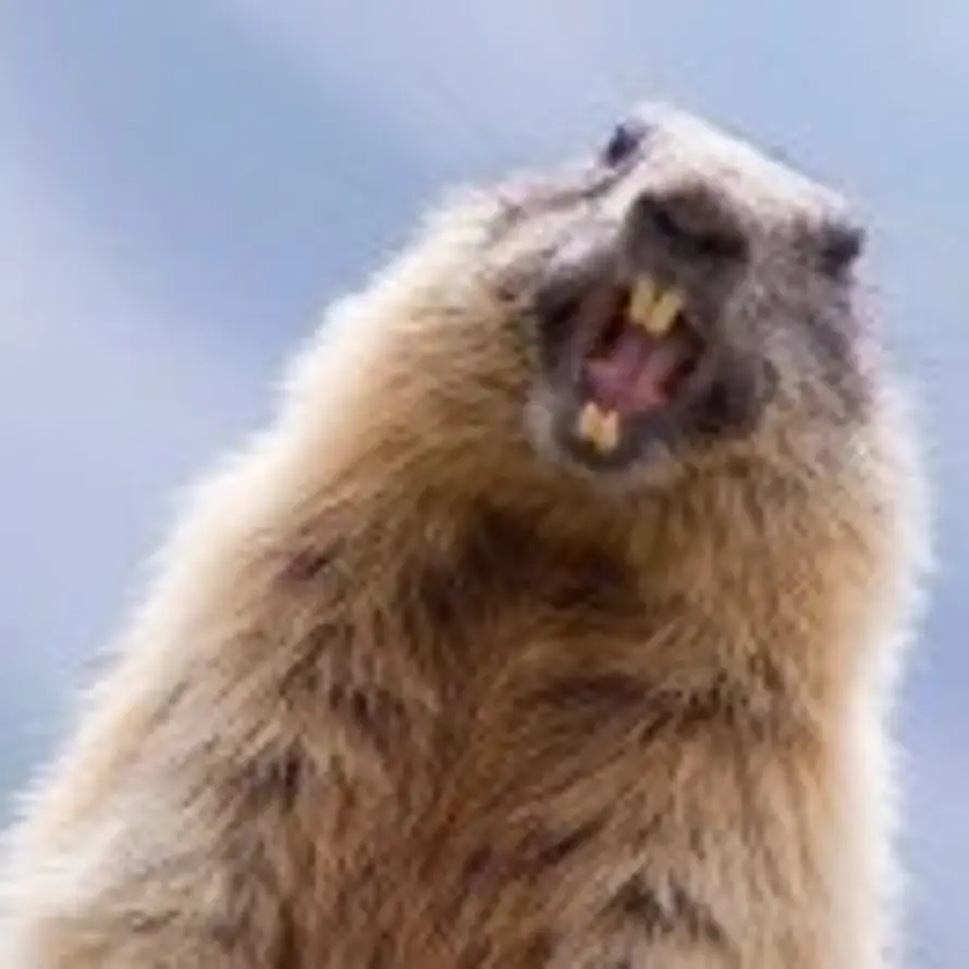 木饰面深化汪师傅的头像