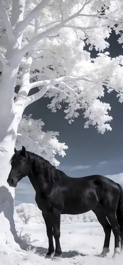 4k冬季壁纸 - 马 - 宁静 - 树木「哲风壁纸」