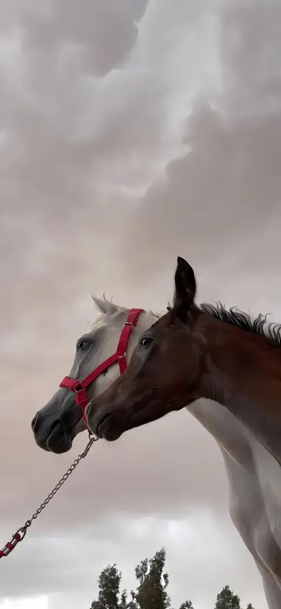 4k云朵壁纸 - 天空 - 户外 - 树木「哲风壁纸」