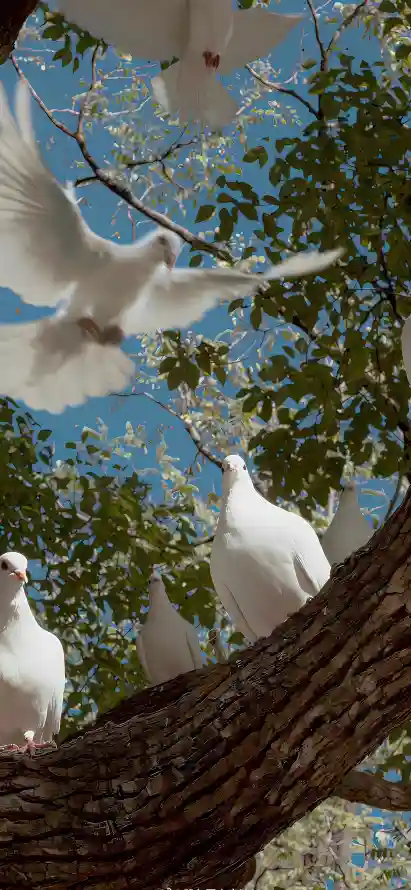 4k天空壁纸 - 户外 - 树木 - 树枝「哲风壁纸」