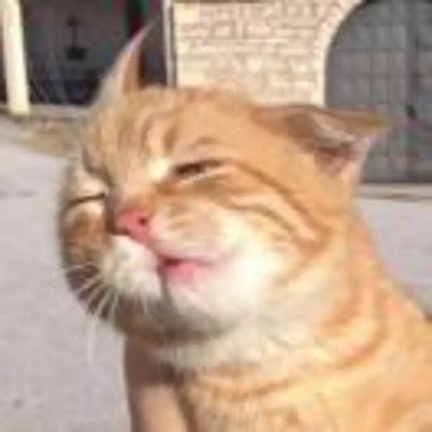 🌰吱的小🐷生活的头像