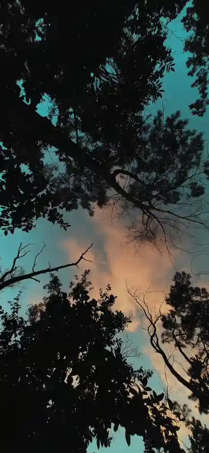 4k傍晚壁纸 - 剪影 - 天空 - 晚霞「哲风壁纸」