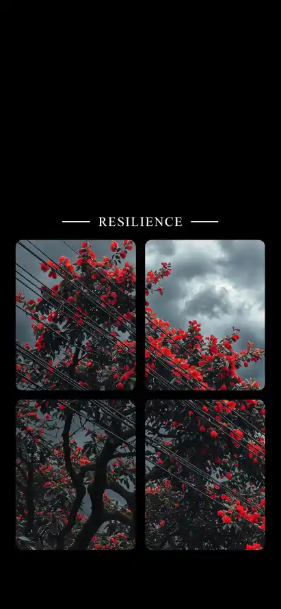 4k云朵壁纸 - 树枝 - 梅花 - 植物「哲风壁纸」