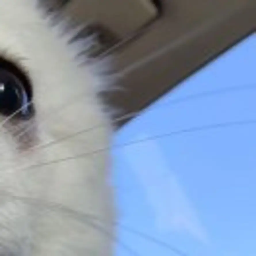 潜水小福猪的头像