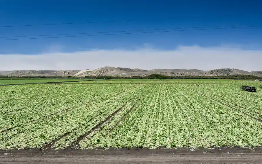4k乡村壁纸 - 作物 - 农业 - 农田「哲风壁纸」