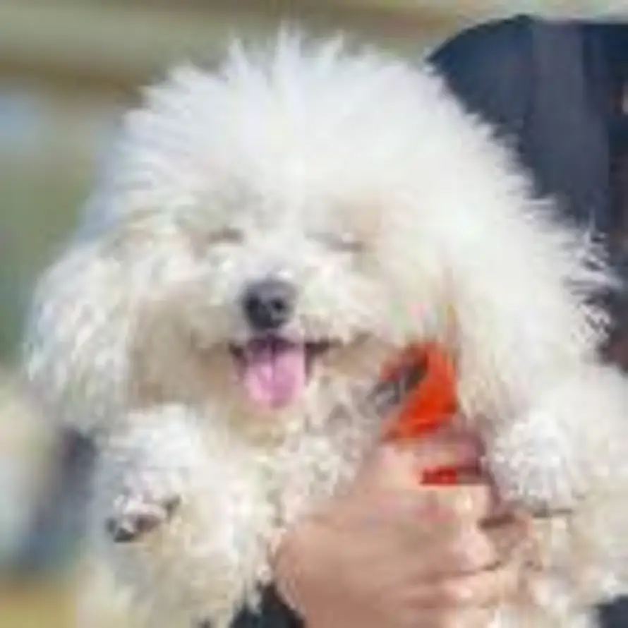 嘟嘟侠·天地任我行的头像